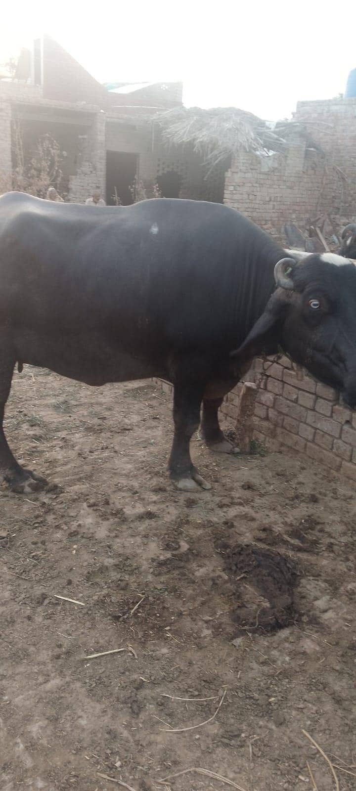 buffalo 4