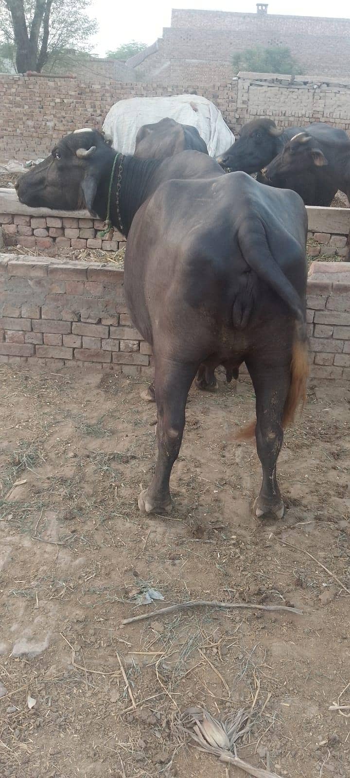 buffalo 6