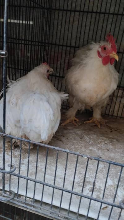 White bantum pair