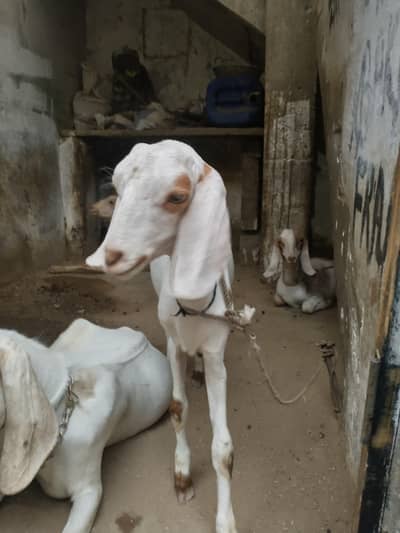 Bakra or bakri for sale urgent