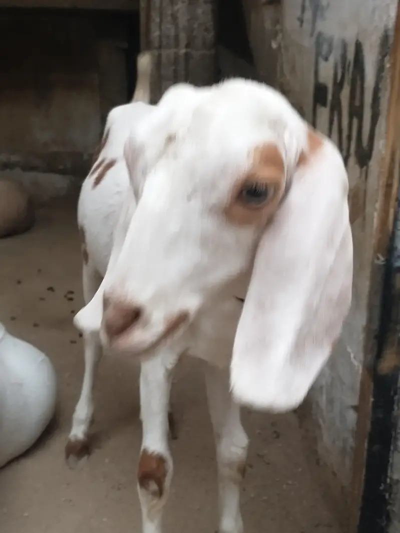 Bakra or bakri for sale urgent — photo 2