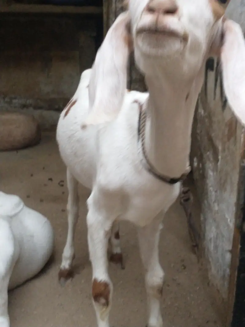 Bakra or bakri for sale urgent — photo 3