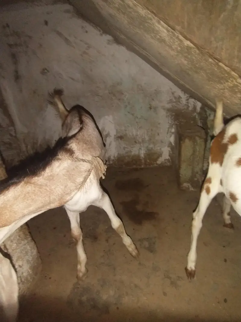 Bakra or bakri for sale urgent — photo 4