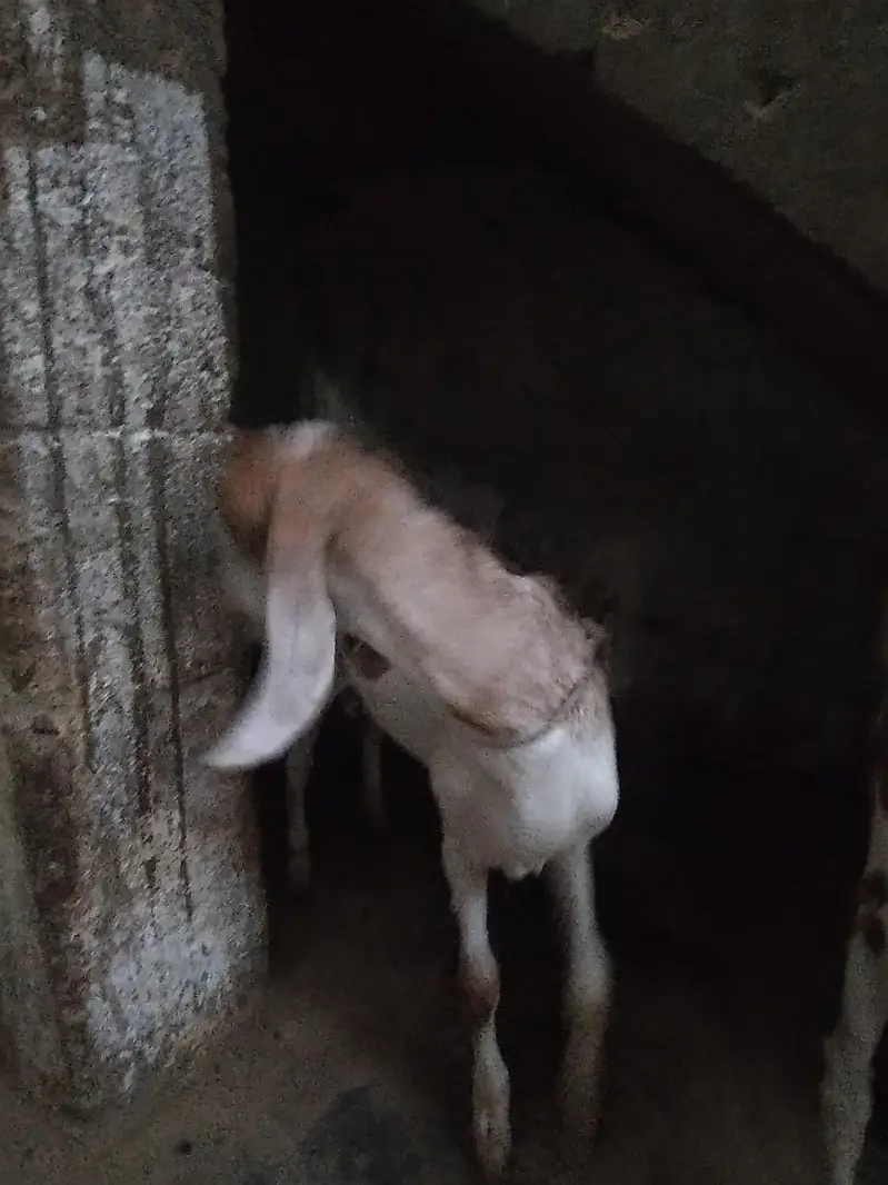 Bakra or bakri for sale urgent — photo 5