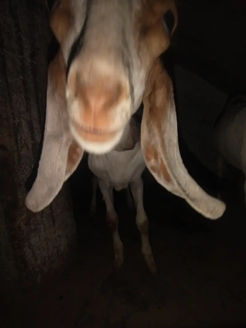 Bakra or bakri for sale urgent — photo 6