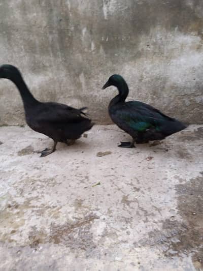 American Cayuga Duck males for exchange