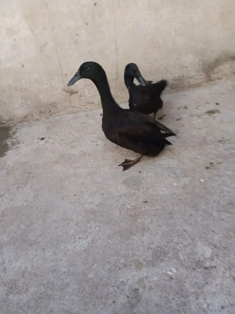American Cayuga Duck males for exchange — photo 2