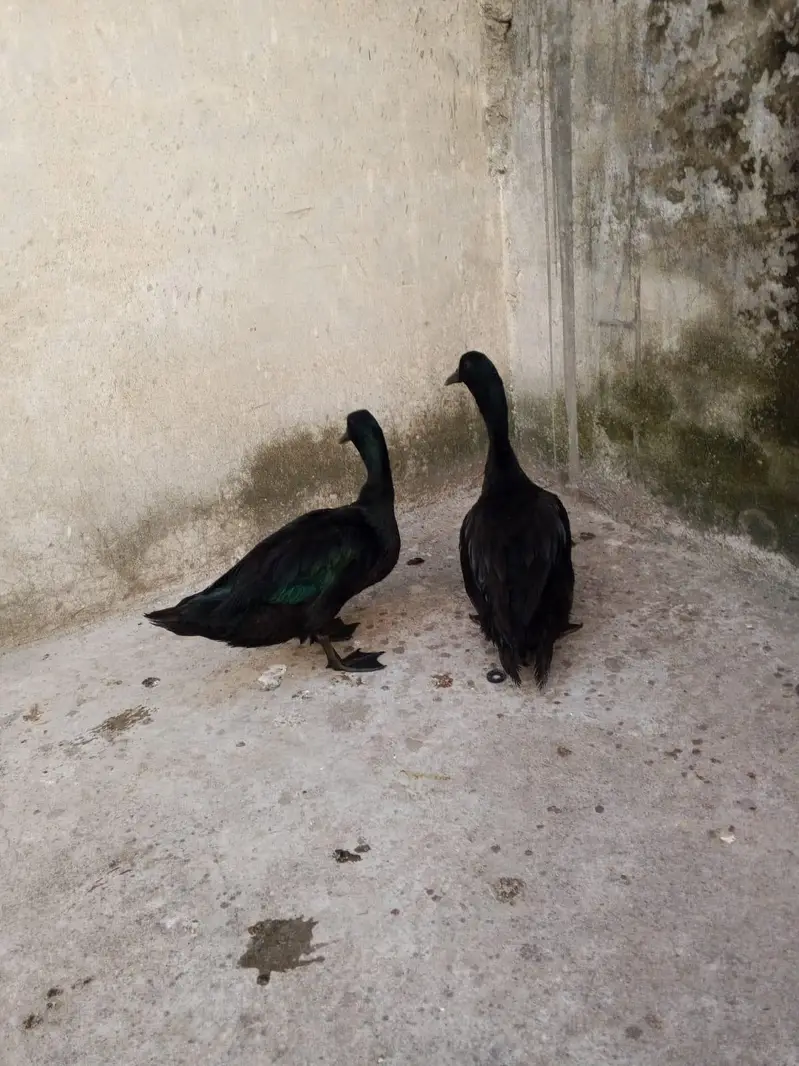 American Cayuga Duck males for exchange — photo 3