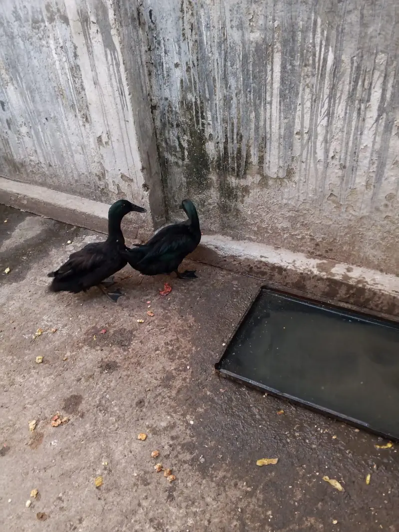 American Cayuga Duck males for exchange — photo 5
