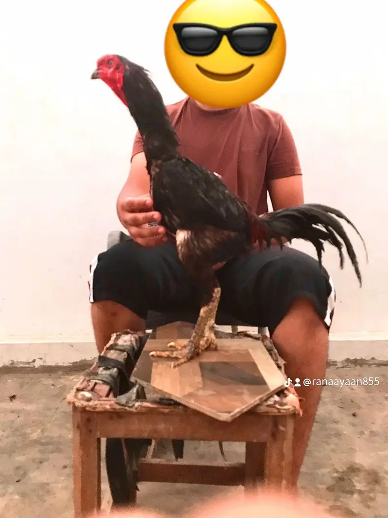 Burmi + Vath Patha for sale GAME STYLE AVAILABLE Whatsapp 03017881284 — photo 5