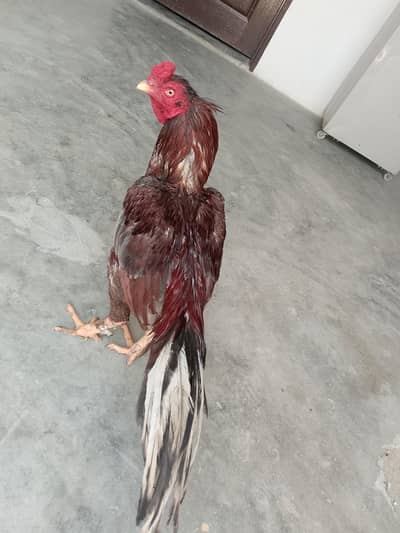 salata high quality murga for sale