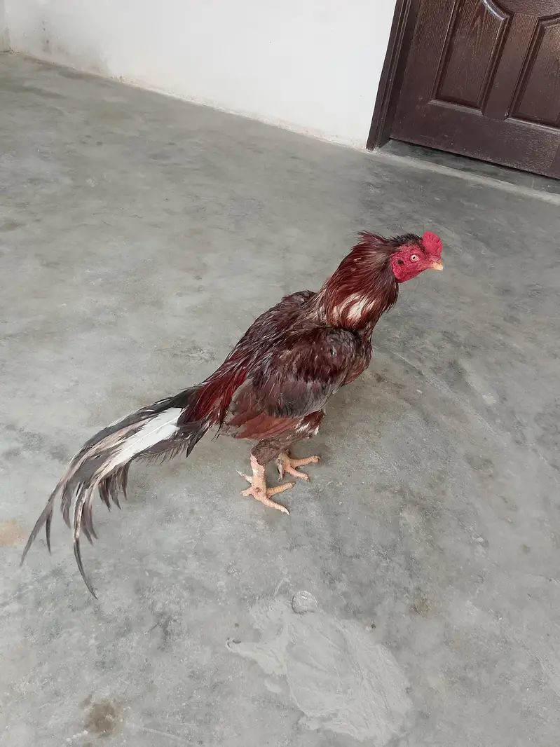 salata high quality murga for sale — photo 2