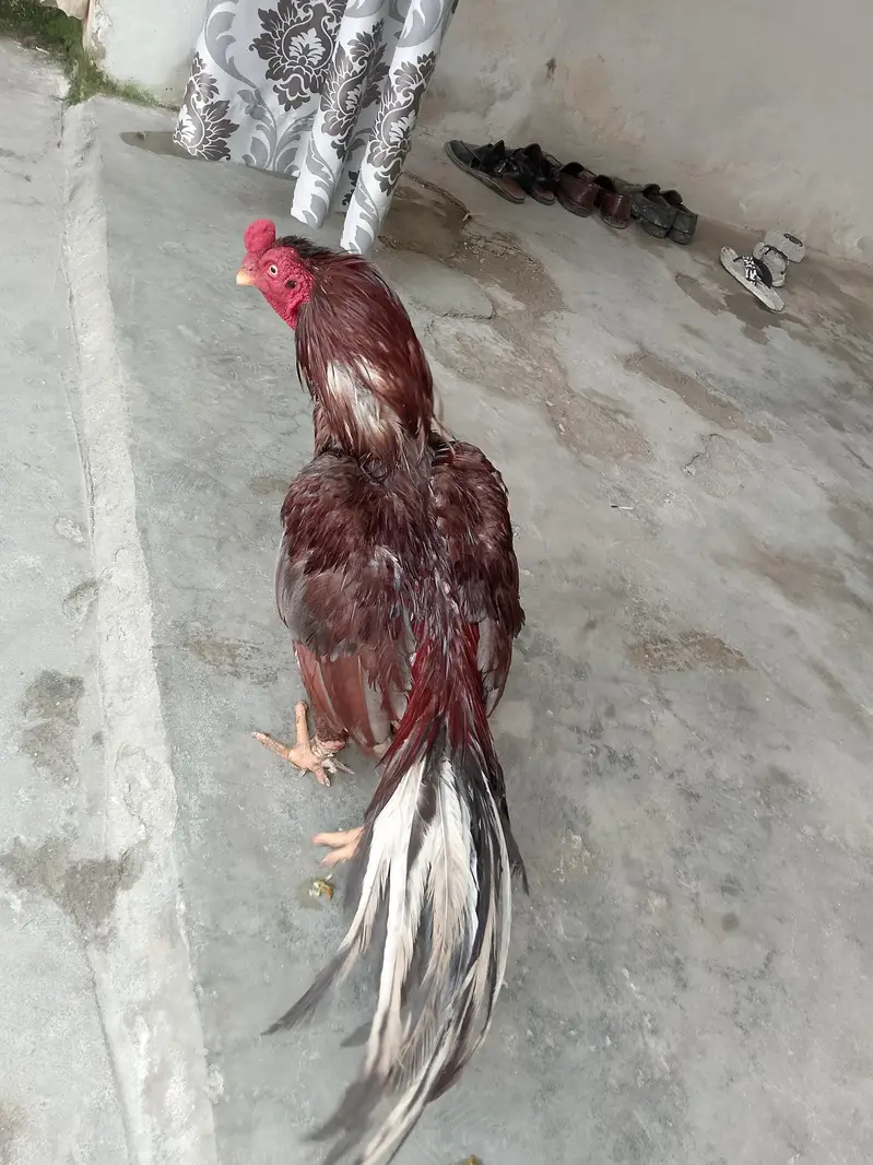salata high quality murga for sale — photo 3