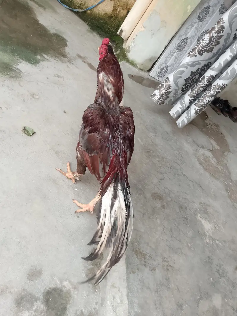 salata high quality murga for sale — photo 4