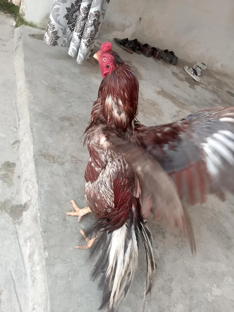 salata high quality murga for sale — photo 5