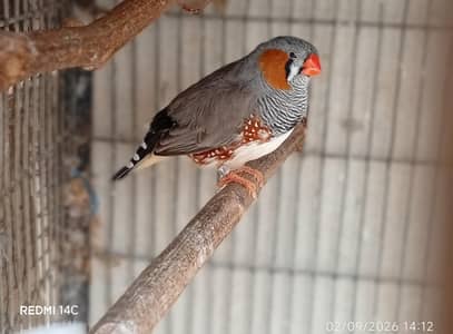 English line male