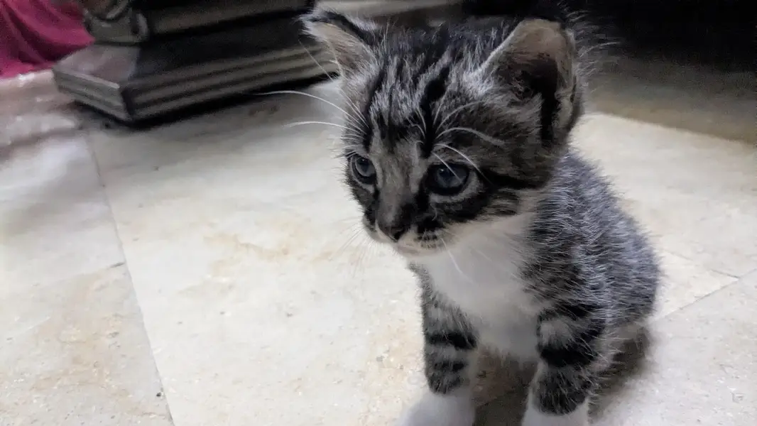 5 cute little babies — photo 10