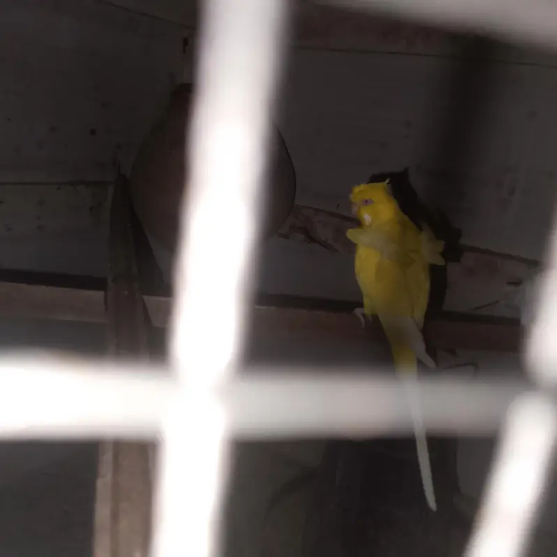 hogoromo red eye Male — photo 2