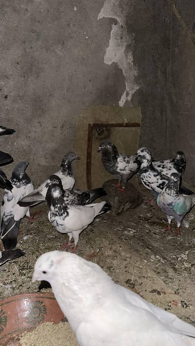 high quality pigeons