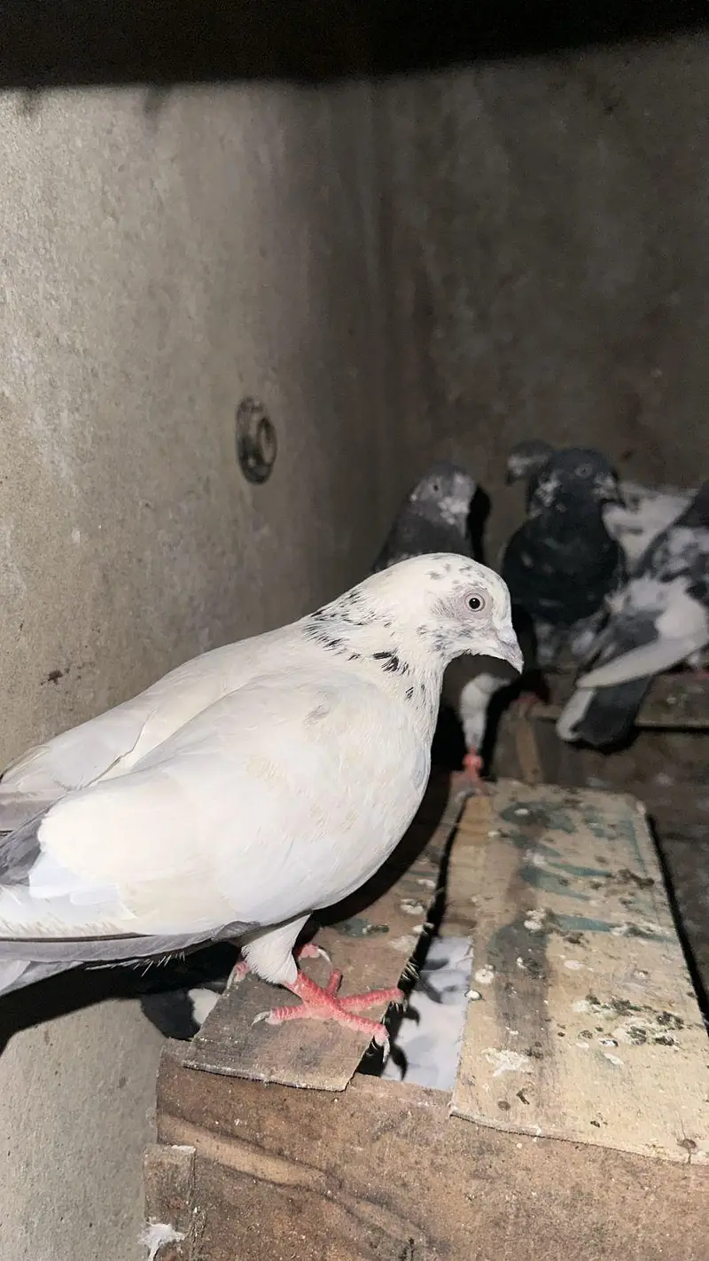 high quality pigeons — photo 2