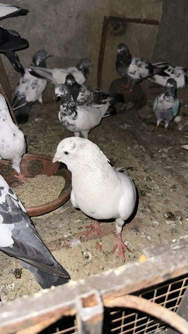 high quality pigeons — photo 3