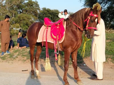 Desi  breed stallion | HORSE | desi horse | ghori