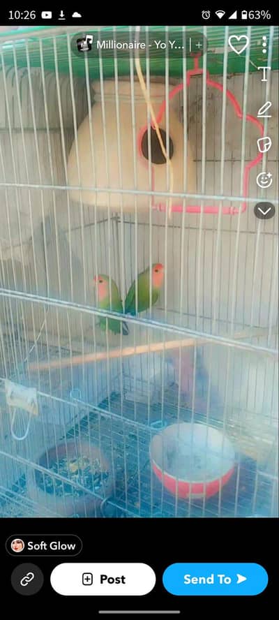 Lovebird pair