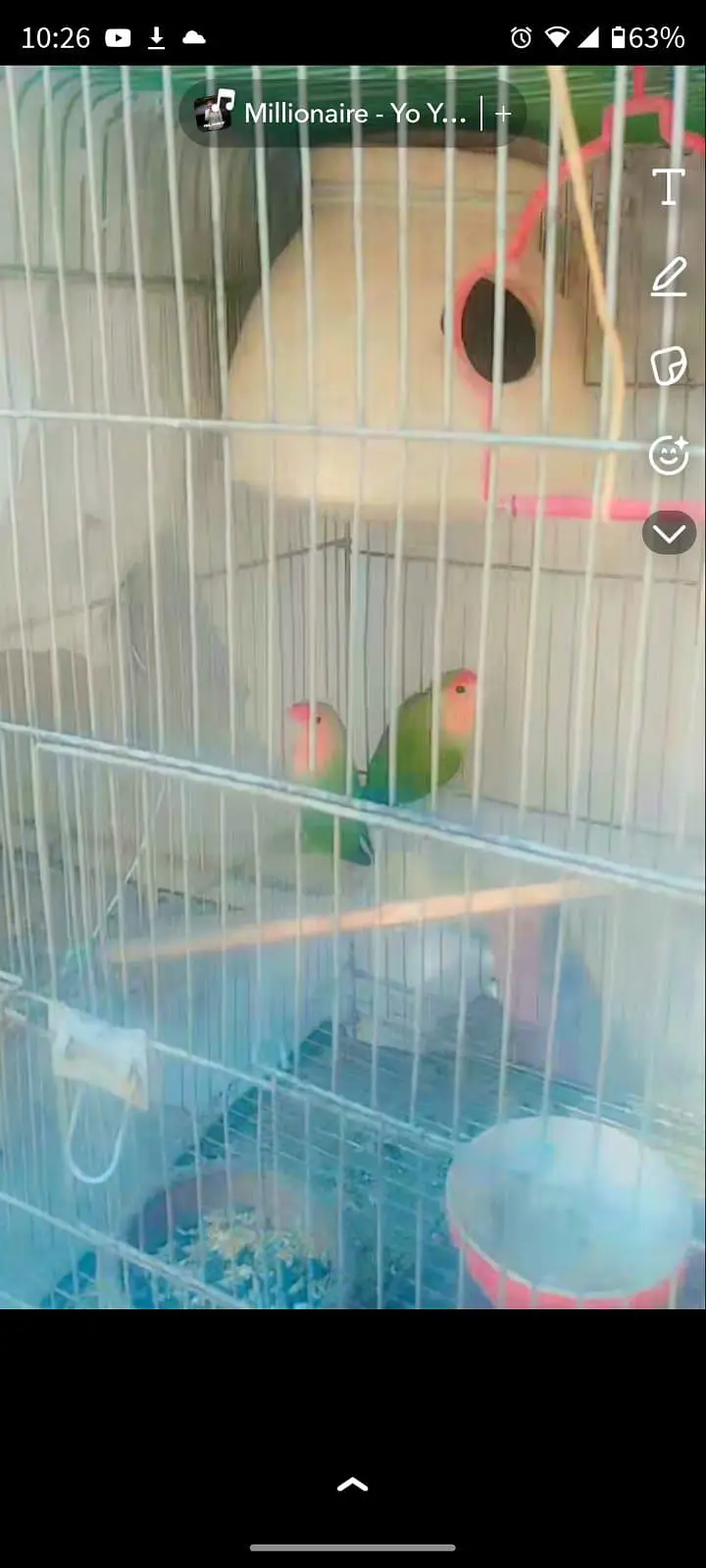 Lovebird pair — photo 2