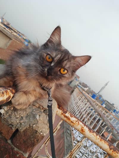 female persion cat triple cot