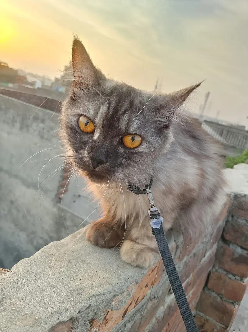 female persion cat triple cot — photo 2
