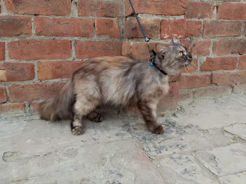female persion cat triple cot — photo 3