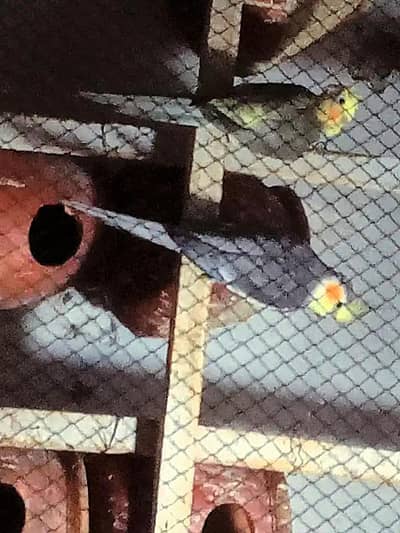 Jawa Finches and cocktail