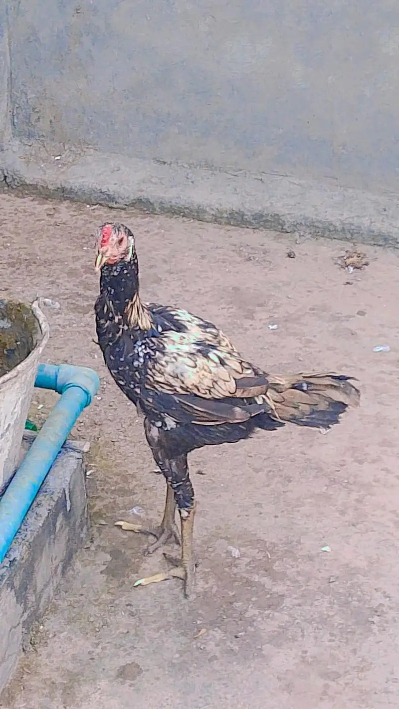 Dragon cross mianwali Aseel patha choras nok nali Whatsapp 03224939921 — photo 2