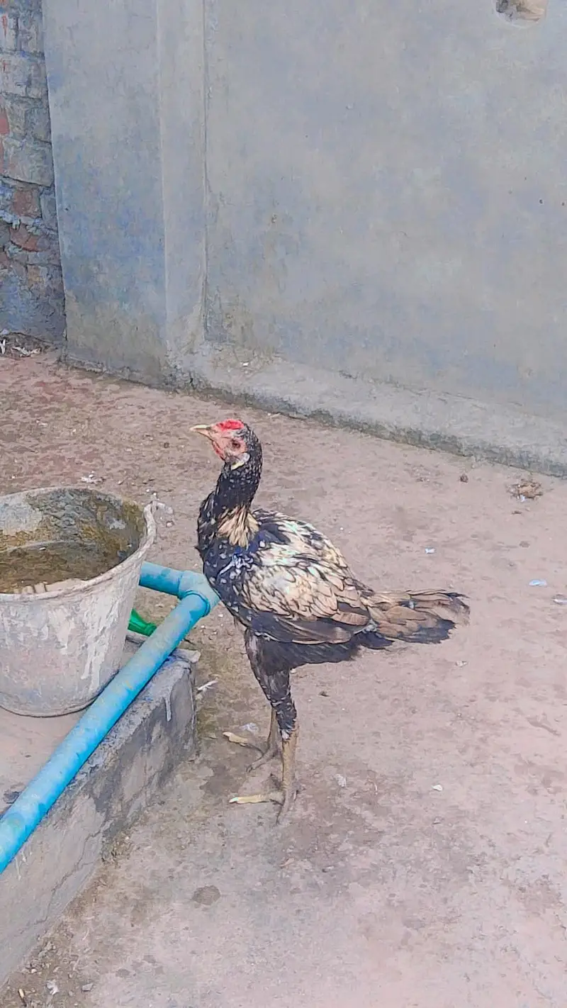 Dragon cross mianwali Aseel patha choras nok nali Whatsapp 03224939921 — photo 3