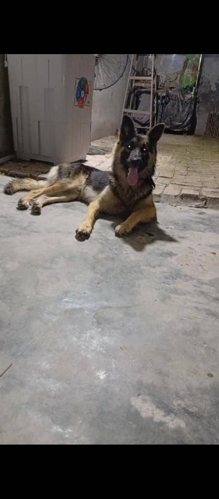 German Shepherd 0