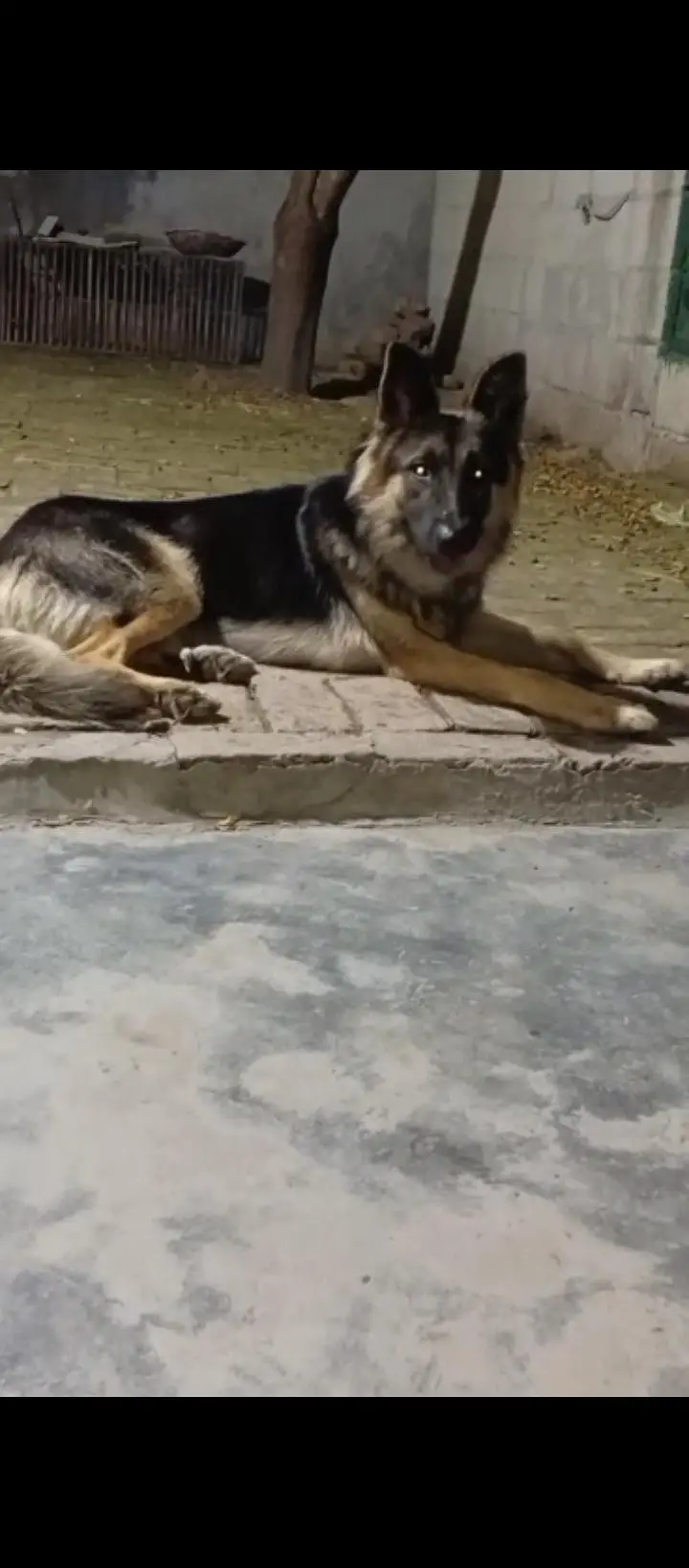 German Shepherd — photo 2
