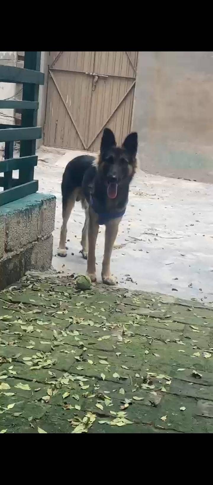 German Shepherd 2