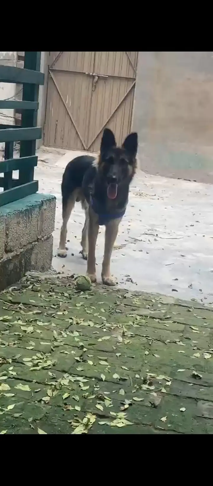 German Shepherd — photo 3