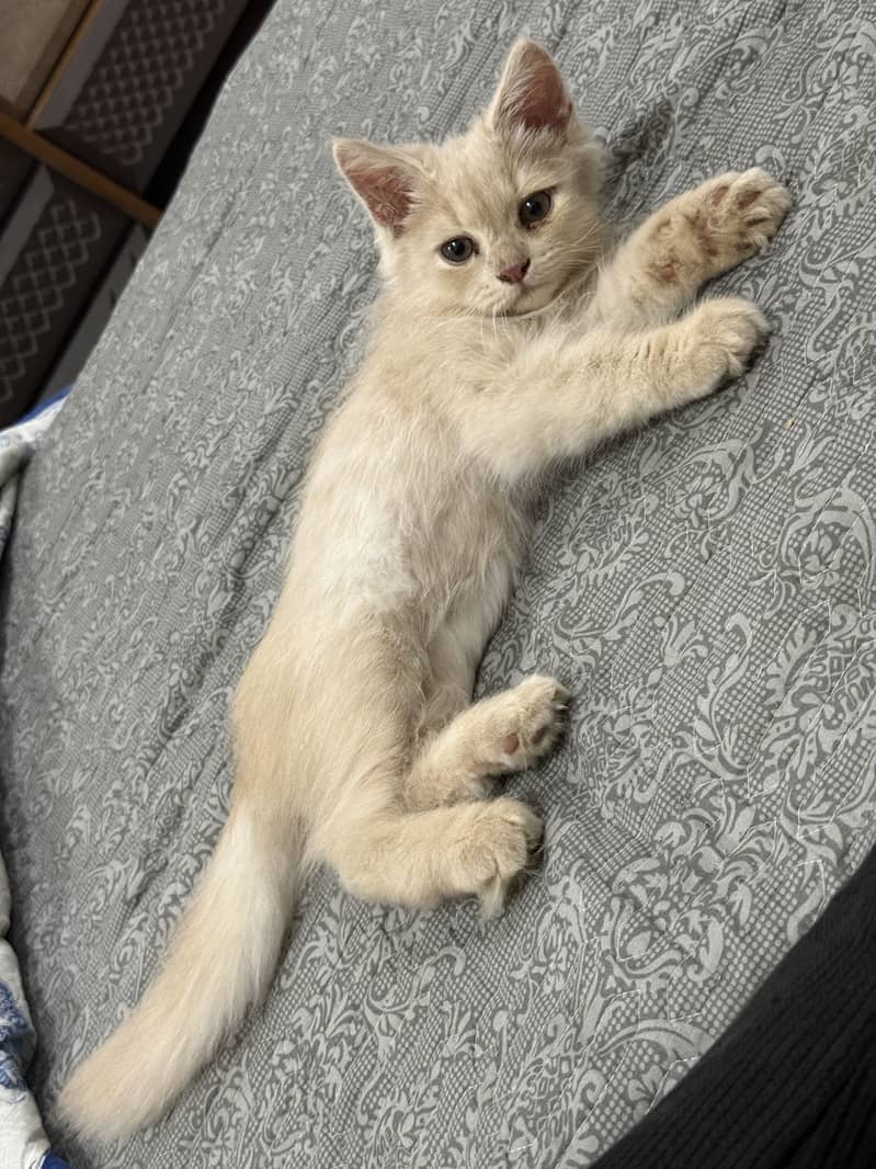 Persian Cat 0