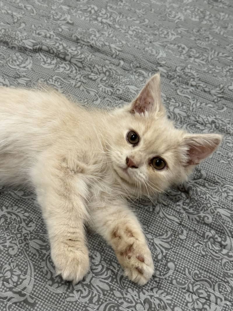 Persian Cat 1