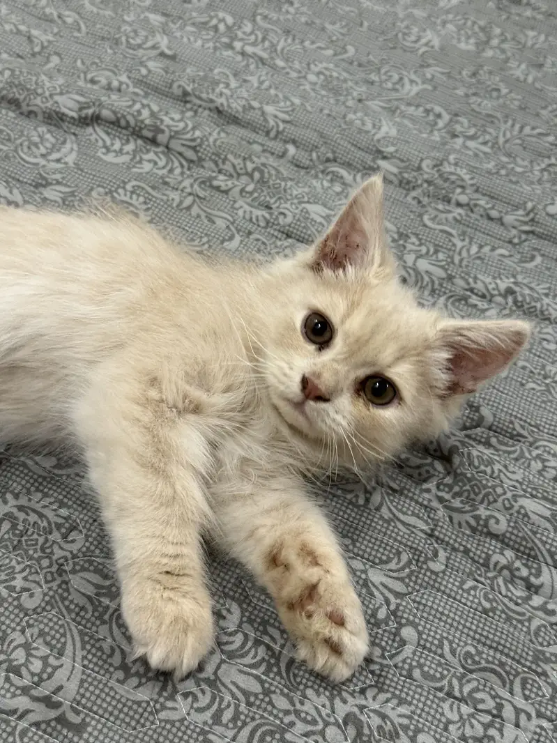 Persian Cat — photo 2
