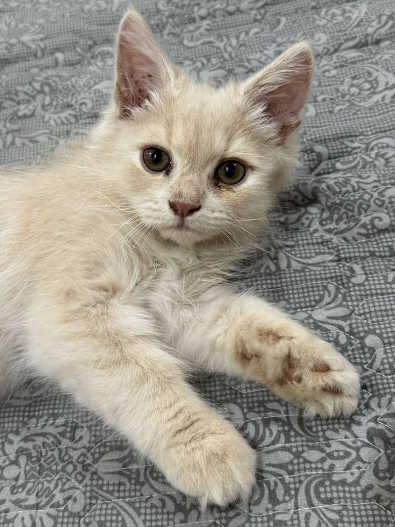 Persian Cat 2