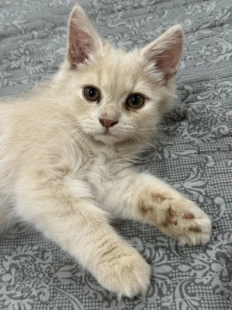 Persian Cat — photo 3