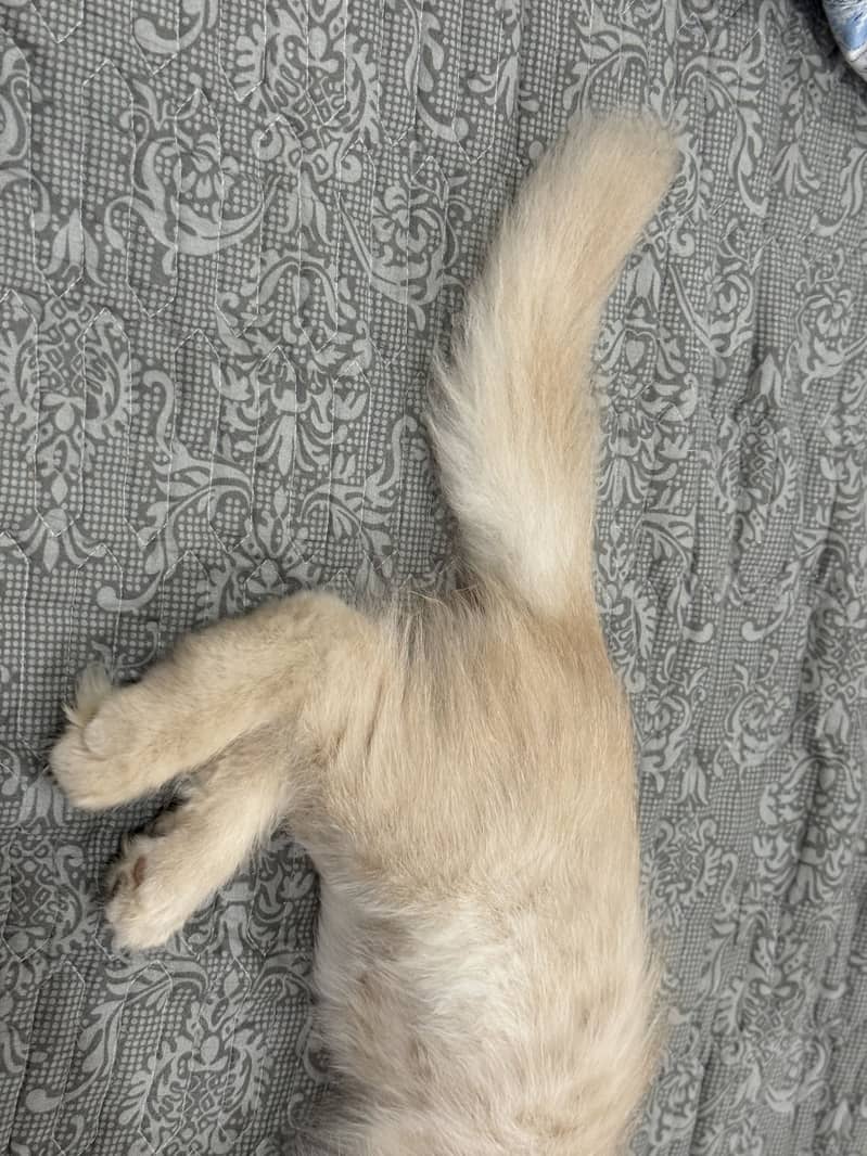 Persian Cat 3