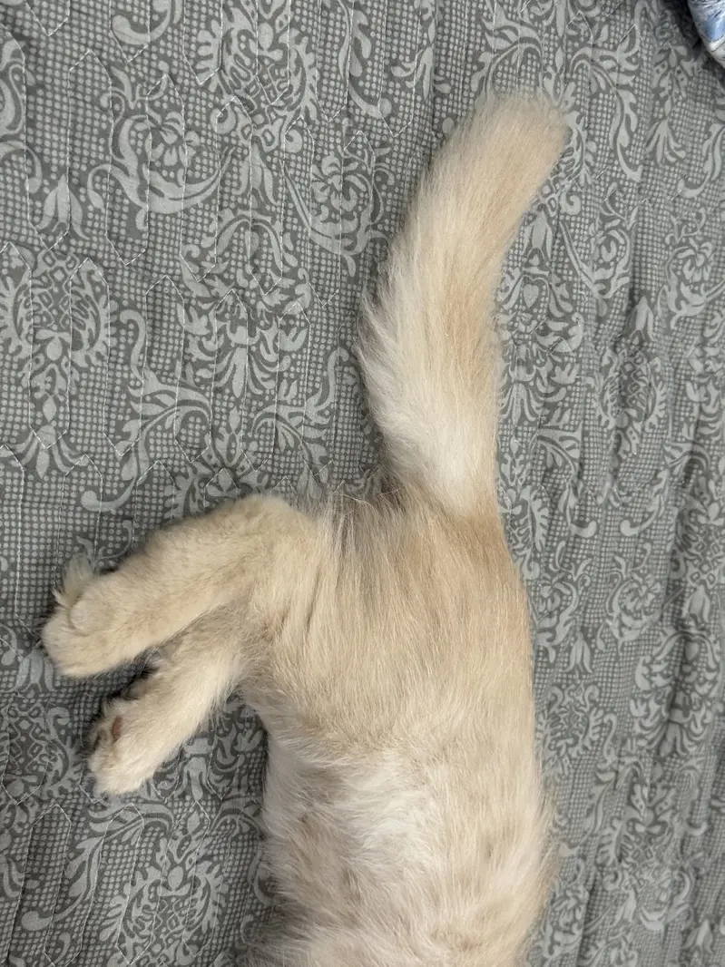 Persian Cat — photo 4