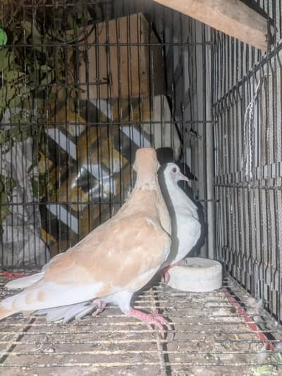 Doves