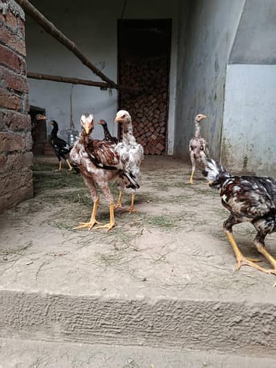 Aseel bachy 4 Months k 2500 each
