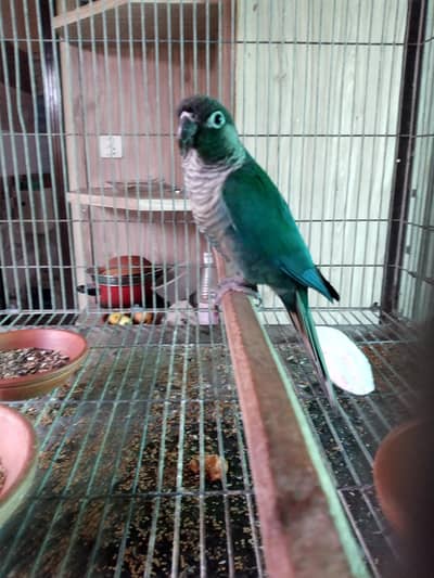 blue torquoise/turquoises adult male available