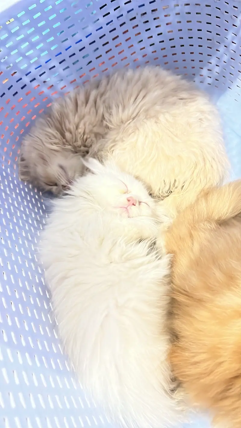 Persian Triple coat 15k Each — photo 6