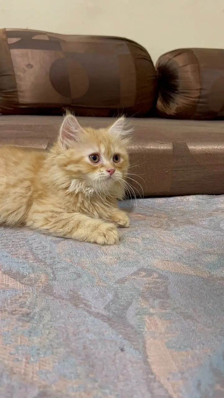 Persian Triple coat 15k Each — photo 4
